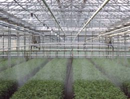 NVWA: nog steeds illegaal middelengebruik in sierteelt