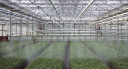 NVWA: nog steeds illegaal middelengebruik in sierteelt