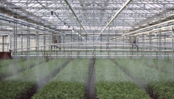 NVWA: nog steeds illegaal middelengebruik in sierteelt