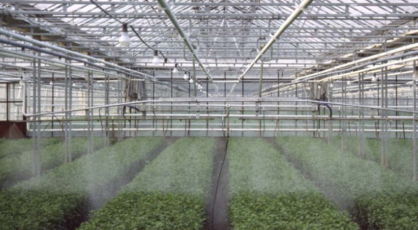 NVWA: nog steeds illegaal middelengebruik in sierteelt