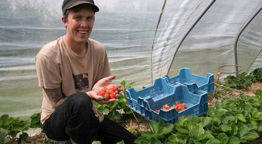 Biologische tuinbouwbedrijven kandidaat voor Ekoland Innovatieprijs
