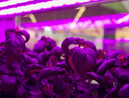 Slechts kwart van indoor vertical farms in VS maakt winst