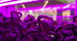 Slechts kwart van indoor vertical farms in VS maakt winst