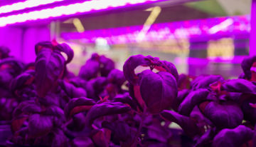 Slechts kwart van indoor vertical farms in VS maakt winst