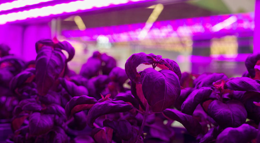 Slechts kwart van indoor vertical farms in VS maakt winst