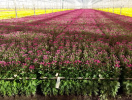 Waterbehandeling met elektromagnetische signalen maakt planten weerbaarder