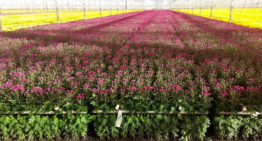 Waterbehandeling met elektromagnetische signalen maakt planten weerbaarder