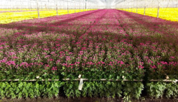 Waterbehandeling met elektromagnetische signalen maakt planten weerbaarder