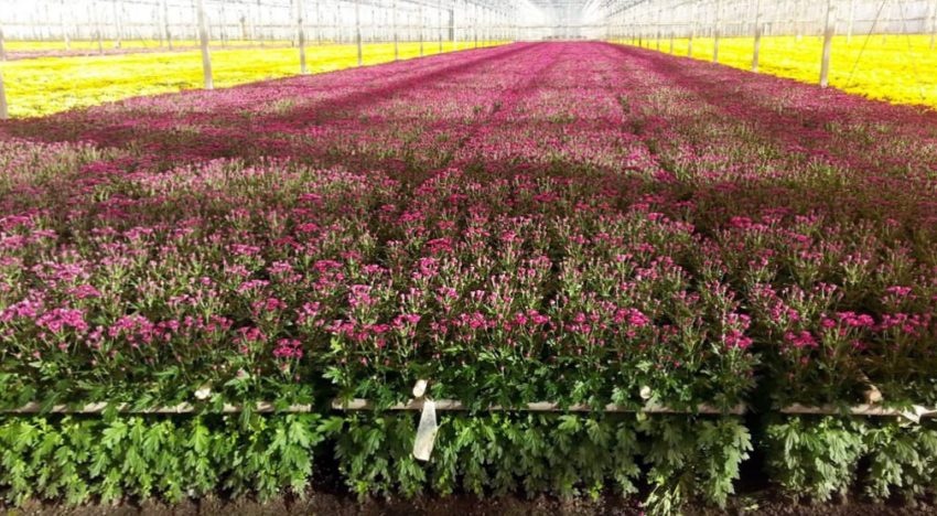 Waterbehandeling met elektromagnetische signalen maakt planten weerbaarder Waterbehandeling met elektromagnetische signalen maakt planten weerbaarder
