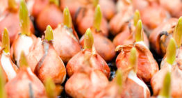 Tien veelbelovende tulpenrassen op water genomineerd