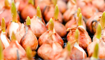 Tien veelbelovende tulpenrassen op water genomineerd