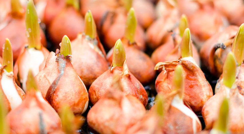 Tien veelbelovende tulpenrassen op water genomineerd Tien veelbelovende tulpenrassen op water genomineerd