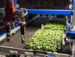 Onderzoekers WUR ontdekken hoe plantenweefsel herstelt na schade