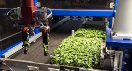 Onderzoekers WUR ontdekken hoe plantenweefsel herstelt na schade