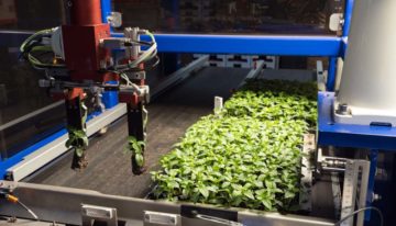 Onderzoekers WUR ontdekken hoe plantenweefsel herstelt na schade