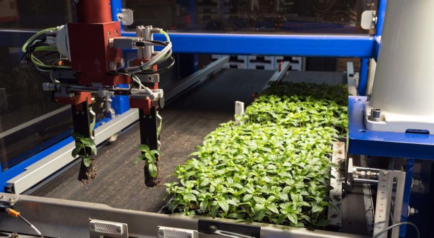 Nieuwe robot voor combinatie van steksteken én transplanten Nieuwe robot voor combinatie van steksteken én transplanten