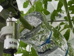 Sensoren meten plantreacties bij klimaatveranderingen en manipulaties