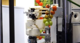 Panasonic demonstreert robot die tomaten kan plukken