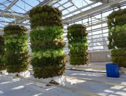 Hydroponic telen gaat de hoogte in met 3D-teeltconstructie