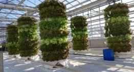 Hydroponic telen gaat de hoogte in met 3D-teeltconstructie