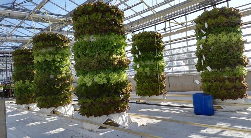 Hydroponic telen gaat de hoogte in met 3D-teeltconstructie
