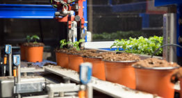 Combinatiemachine voor steksteken én transplanten