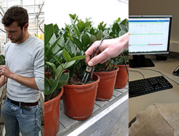 Delphy lanceert watergeefapplicatie voor potplanten