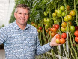 Gezamenlijk areaal moet al in 2020 zijn toegenomen tot 500 ha tomaten