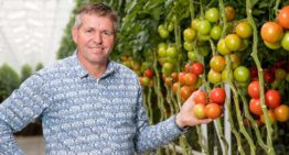 Gezamenlijk areaal moet al in 2020 zijn toegenomen tot 500 ha tomaten
