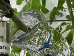 Sensoren meten plantreacties bij verandering kasklimaat