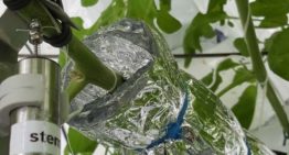 Sensoren meten plantreacties bij verandering kasklimaat