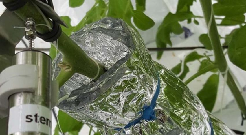 Sensoren meten plantreacties bij verandering kasklimaat