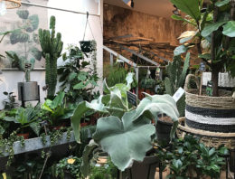 Consument wil ook op plantengebied lange houdbaarheid en gebruiksgemak