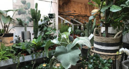 Consument wil ook op plantengebied lange houdbaarheid en gebruiksgemak