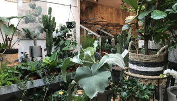 Consument wil ook op plantengebied lange houdbaarheid en gebruiksgemak