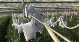 Automatisch laten zakken van planten in hogedraadteelt