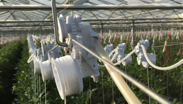 Automatisch laten zakken van planten in hogedraadteelt