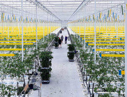 Flinke schaalvergroting binnen groenteteelt onder glas