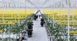 Flinke schaalvergroting binnen groenteteelt onder glas
