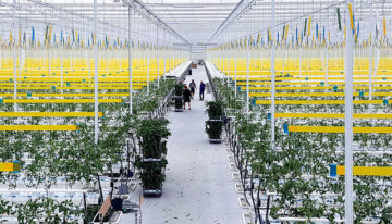 Flinke schaalvergroting binnen groenteteelt onder glas