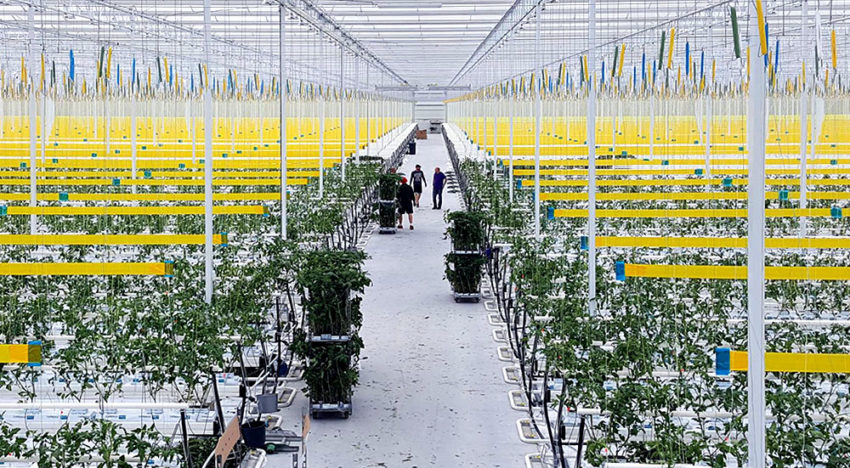 Tomatenteler Agro Care gaat uitbreiden in Tunesië