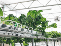 AmHydro gaat acht rooftop farms bouwen in Singapore