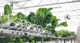 AmHydro gaat acht rooftop farms bouwen in Singapore