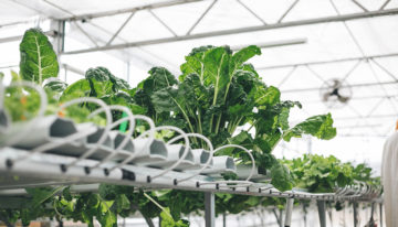 AmHydro gaat acht rooftop farms bouwen in Singapore