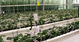 Compleet sensorplatform voor de tuinbouwsector