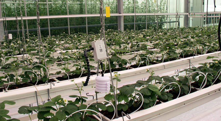 Compleet sensorplatform voor de tuinbouwsector
