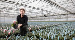 ‘Folie om de bovenkant van de pot levert louter voordelen op’