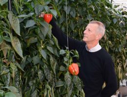 Split-rootsysteem oogst natrium uit systeem en voert af met gewas