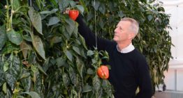 Split-rootsysteem oogst natrium uit systeem en voert af met gewas