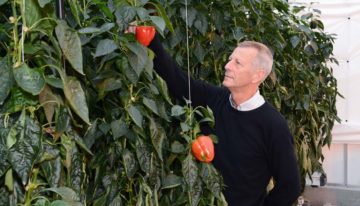 Split-rootsysteem oogst natrium uit systeem en voert af met gewas